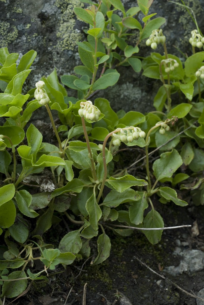 Orthilia secunda, Serrated Wintergreen